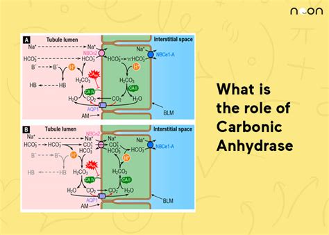 alpha 14 carbonic anhydrase